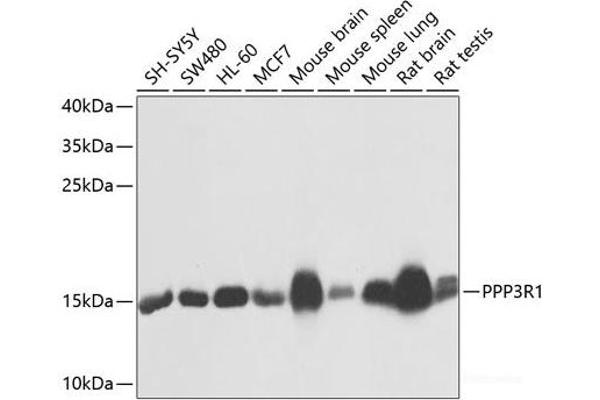 PPP3R1 Antikörper
