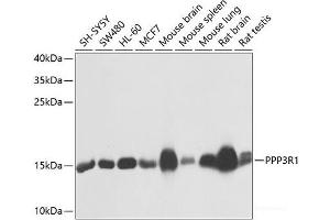 Western blot analysis of extracts of various cell lines using PPP3R1 Polyclonal Antibody at dilution of 1:1000. (PPP3R1 Antikörper)