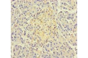 Immunohistochemistry of paraffin-embedded human pancreatic tissue using ABIN7171466 at dilution of 1:100 (TSNARE1 Antikörper  (AA 6-339))
