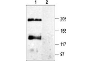 Western blot analysis of rat brain membranes:1.