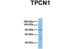 Host:  Rabbit  Target Name:  TPCN1  Sample Tissue:  Human 293T  Antibody Dilution:  1.