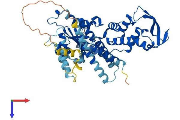 VPS4B Protein (AA 1-444) (His tag)