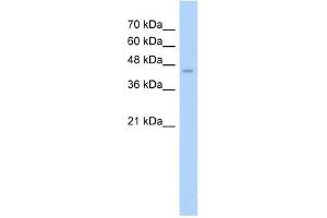 ASS1 antibody used at 2. (ASS1 Antikörper  (N-Term))