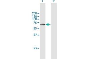 Western Blot analysis of TMPRSS6 expression in transfected 293T cell line by TMPRSS6 MaxPab polyclonal antibody. (TMPRSS6 Antikörper  (AA 1-461))