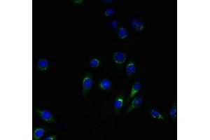 Immunofluorescent analysis of HepG2 cells using ABIN7166342 at dilution of 1:100 and Alexa Fluor 488-congugated AffiniPure Goat Anti-Rabbit IgG(H+L) (YIPF4 Antikörper  (AA 1-113))