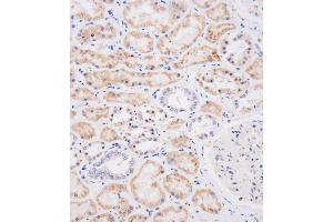Immunohistochemical analysis of (ABIN656123 and ABIN2845462) on paraffin-embedded human kidney tissue was performed on the Leica®BOND RXm. (NEU2 Antikörper  (N-Term))