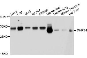 Western blot analysis of extract of various cells, using DHRS4 antibody. (DHRS4 Antikörper)