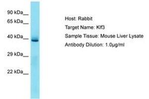 Image no. 1 for anti-Kruppel-Like Factor 3 (Basic) (KLF3) (N-Term) antibody (ABIN6750300)
