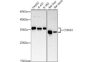 Western blot analysis of extracts of various cell lines, using CYB5R3 antibody (ABIN7266631) at 1:1000 dilution. (CYB5R3 Antikörper)