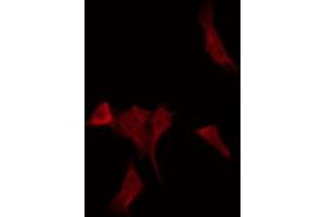 ABIN6268715 staining HepG2 by IF/ICC. (Cathepsin G Antikörper  (Internal Region))