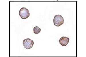 Immunohistochemistry (IHC) image for anti-X-Box Binding Protein 1 (XBP1) (AA 2-160) antibody (ABIN492538)