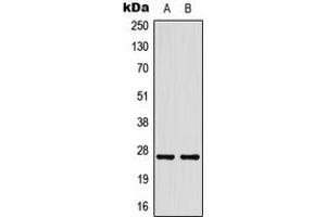 Western blot analysis of HSP27 expression in HeLa (A), HepG2 (B) whole cell lysates. (HSP27 Antikörper  (Center))