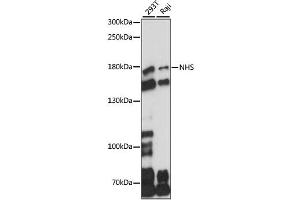 Western blot analysis of extracts of various cell lines, using NHS antibody (ABIN6293547) at 1:1000 dilution.