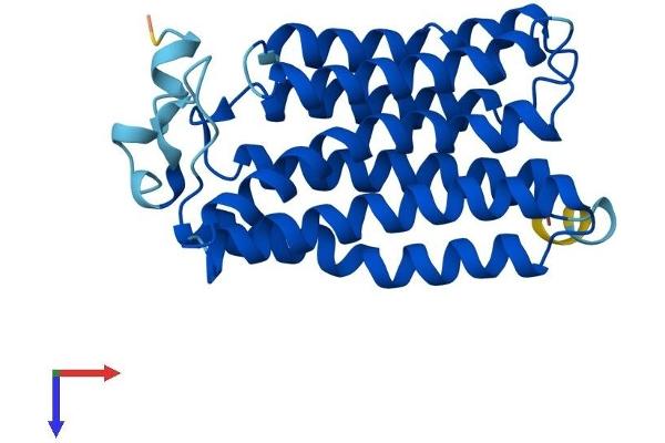 MMD2 Protein (AA 1-247) (His tag)