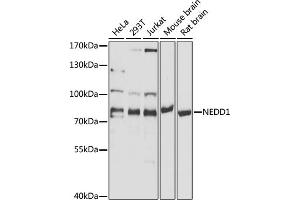 Western blot analysis of extracts of various cell lines, using NEDD1 antibody (ABIN1681008, ABIN3019378, ABIN3019379 and ABIN6220853) at 1:1000 dilution. (NEDD1 Antikörper  (AA 411-660))
