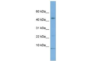 WB Suggested Anti-MIF Antibody Titration: 0.