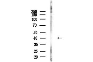 anti-CCAAT/enhancer Binding Protein (C/EBP), beta (CEBPB) (pThr235) antibody