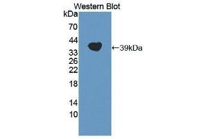 Western Blotting (WB) image for anti-Apolipoprotein A (APOA) (AA 1719-2038) antibody (ABIN1869010) (LPA Antikörper  (AA 1719-2038))