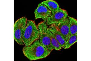 Immunofluorescence analysis of SMMC-7721 cells using ATG3 mouse mAb (green).