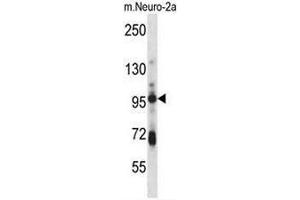 SMURF1 Antibody (Center) western blot analysis in mouse Neuro-2a cell line lysates (35µg/lane). (SMURF1 Antikörper  (Middle Region))