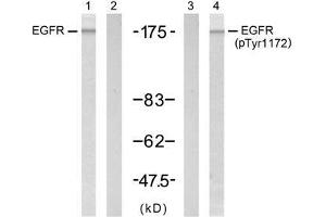 Western blot analysis of extract from A431 cell untreated or treated with EGF (200ng/ml, 5min), using EGFR (Ab-1172) antibody (E021213, Lane 1 and 2) and EGFR (phospho-Tyr1172) antibody (E011220, Lane 3 and 4). (EGFR Antikörper  (pTyr1172))