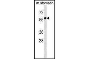 Western blot analysis in mouse stomach tissue lysates (35 µg/lane) using RUNDC1 Antibody (C-term) Cat. (RUNDC1 Antikörper  (C-Term))
