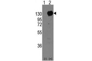 Image no. 1 for anti-M-Cadherin (CDH15) (C-Term) antibody (ABIN356923) (CDH15 Antikörper  (C-Term))