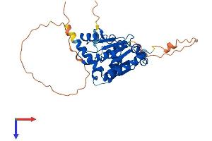 SRRD Protein (AA 1-339) (His tag)