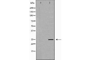 Western blot analysis of MCF7 cell lysate, using PRG2 Antibody.