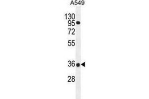 Western blot analysis in A549 cell line lysates (35ug/lane) using PRR19 Antibody . (PRR19 Antikörper  (Middle Region))
