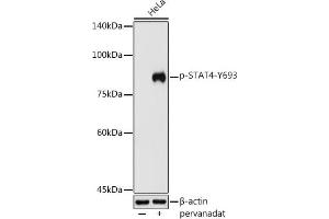 Western blot analysis of extracts of HeLa cells, using Phospho-ST-Y693 antibody (ABIN3019610, ABIN3019611, ABIN3019612, ABIN1682083 and ABIN1682084) at 1:500 dilution. (STAT4 Antikörper  (pTyr693))