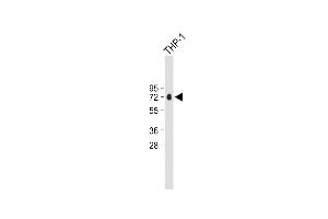 Anti-CFP Antibody (Center) at 1:500 dilution + THP-1 whole cell lysate Lysates/proteins at 20 μg per lane. (CFP Antikörper  (AA 197-223))