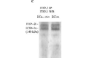 Western Blotting (WB) image for Rabbit TrueBlot® Anti-Rabbit IgG HRP  (ABIN1589974)