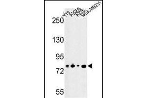 Western blot analysis of CSRP2BP Antibody (Center) (ABIN652812 and ABIN2842530) in Y79, , , MDA-M cell line lysates (35 μg/lane). (CSRP2BP Antikörper  (AA 246-275))