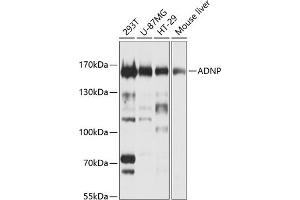 Western blot analysis of extracts of various cell lines, using ADNP Antibody (ABIN1678582, ABIN3019032, ABIN3019033 and ABIN6220678) at 1:1000 dilution. (ADNP Antikörper  (AA 843-1102))