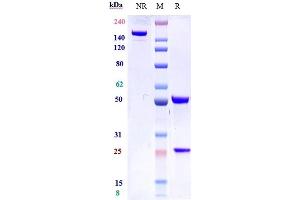 Anti-IL-7Ra / CD127 Reference Antibody (lusvertikimab) on SDS-PAGE under reducing (R) condition. (Rekombinanter IL7RA (Lusvertikimab Biosimilar) Antikörper)