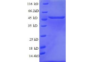 SDS-PAGE (SDS) image for Tumor Protein P53 (TP53) (AA 1-391), (full length) protein (His tag) (ABIN5712978) (p53 Protein (AA 1-391, full length) (His tag))