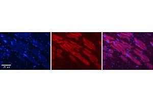 Rabbit Anti-Hdac6 Antibody    Formalin Fixed Paraffin Embedded Tissue: Human Adult heart  Observed Staining: Cytoplasmic Primary Antibody Concentration: 1:100 Secondary Antibody: Donkey anti-Rabbit-Cy2/3 Secondary Antibody Concentration: 1:200 Magnification: 20X Exposure Time: 0. (HDAC6 Antikörper  (N-Term))