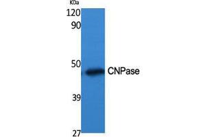 Western Blot (WB) analysis of specific cells using CNPase Polyclonal Antibody. (Cnpase Antikörper  (Internal Region))