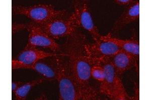 IF analysis of SPOCK3 using anti-SPOCK3 antibody (ABIN7599655).