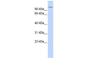 WB Suggested Anti-NPAS4 Antibody Titration:  0. (NPAS4 Antikörper  (Middle Region))