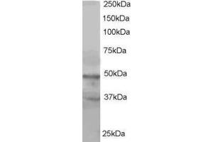 ABIN2561312 staining (1µg/ml) of Hela lysate (RIPA buffer, 35µg total protein per lane). (BAF53A and BAF53B (C-Term) Antikörper)