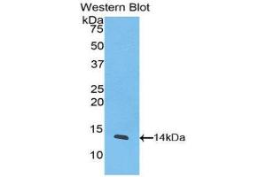 Western Blotting (WB) image for anti-Chemokine (C-X-C Motif) Ligand 11 (CXCL11) (AA 22-94) antibody (ABIN1078221)