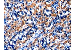 Immunohistochemistry (IHC) image for anti-Malate Dehydrogenase 2, NAD (Mitochondrial) (MDH2) (AA 25-338) antibody (ABIN7441490)