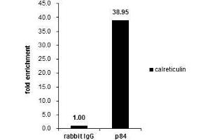 ChIP Image Cross-linked ChIP was performed with HeLa chromatin extract and 5 μg of either control rabbit IgG or anti-Nuclear Matrix Protein p84 antibody. (THOC1 Antikörper  (C-Term))