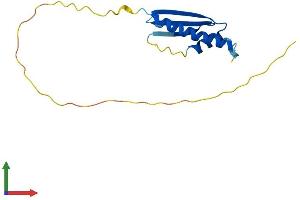 AlphaFold protein structure predicition of Mouse Recombinant Lage3 Protein, UniprotID Q9CR70 (LAGE3 Protein (AA 1-148) (His tag))