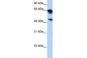WB Suggested Anti-BAT5 Antibody Titration:  0. (BAT5 Antikörper  (Middle Region))