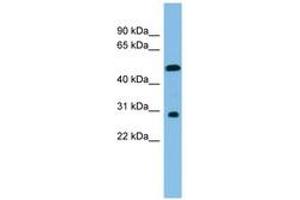 Image no. 1 for anti-Homeobox C8 (HOXC8) (C-Term) antibody (ABIN6744687) (HOXC8 Antikörper  (C-Term))
