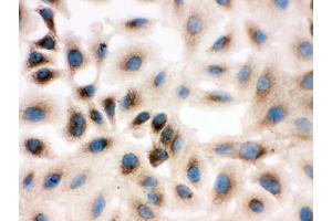 Immunocytochemistry (ICC) image for anti-Prohibitin 2 (PHB2) (Middle Region) antibody (ABIN3032317)