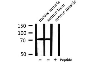 PABPC4 Antikörper  (Internal Region)